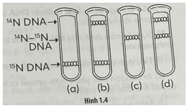 Vào cuối những năm 1950, Meselson và Stahl đã nuôi cấy vi khuẩn trong môi trường chứa nitrogen đồng vị phóng xạ nặng