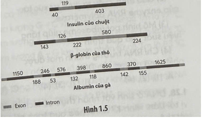 Phần lớn gene của sinh vật nhân thực và vi khuẩn cổ là gene phân mảnh, tức có vùng mã hóa của gene