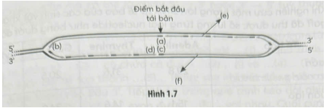 DNA ở sinh vật nhân thực có kích thước lớn, sự nhân đôi diễn ra ở đơn vị tái bản