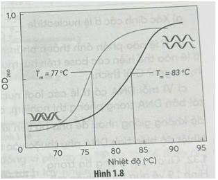 Sự biến tính nhiệt của DNA là DNA sợi kép tách ra để tạo thành DNA sợi đơn