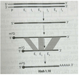 Quan sát thông tin minh họa trong Hình 1.10 và điền các từ/cụm từ thích hợp vào chỗ trống