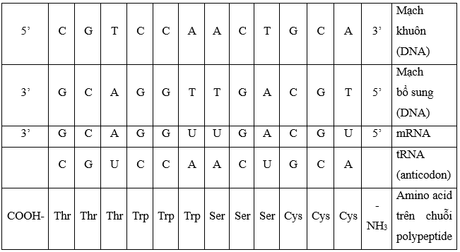 Cho bảng thông tin như sau. Hãy điền các nucleotide và amino acid vào các vị trí còn thiếu trong bảng trên