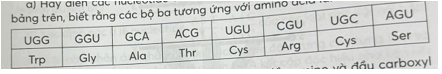 Cho bảng thông tin như sau. Hãy điền các nucleotide và amino acid vào các vị trí còn thiếu trong bảng trên