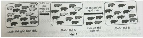 Phiêu bạt di truyền là nhân tố tiến hóa làm thay đổi thành phần kiểu gene và tần số allele của quần thể