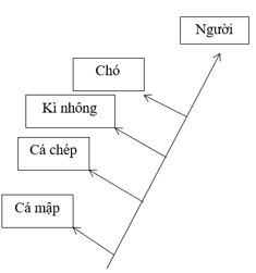 Phân tích tỉ lệ phần trăm các amino acid sai khác nhau trong chuỗi polypeptide α của phân tử Hb