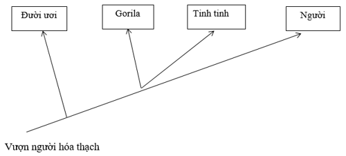 Trình tự các nucleotide trong mạch mang mã gốc của một đoạn gene mã hóa cấu trúc