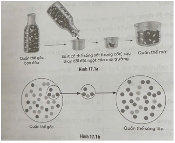 Hình 17.1a và 17.1b mô tả hai trường hợp tác động của nhân tố phiêu bạt di truyền đến một quần thể