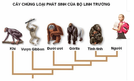 Hãy vẽ sơ đồ cây phát sinh chủng loại của bộ Linh trưởng (Primates) thuộc lớp Thú (Mammalia)