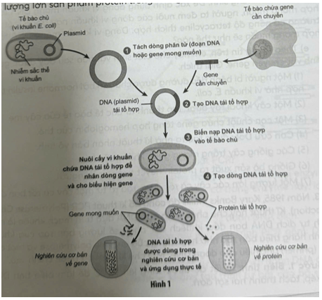 Dựa vào tính phổ biến của mã di truyền, trong phòng thí nghiệm, các nhà khoa học đã tạo ra những dòng tế bào