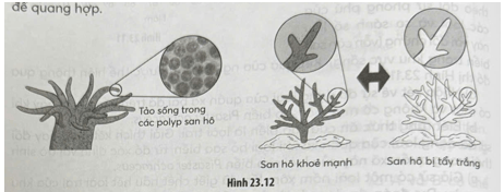 Zooxanthellae là một loại tảo biển đặc biệt sống trong các polyp san hô (Hình 23.12)