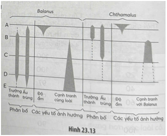 Biểu đồ Hình 23.13 thể hiện sự phân bố trong vùng thủy triều của hai loài cá Balanus balanoides và Chthamalus stellatus 