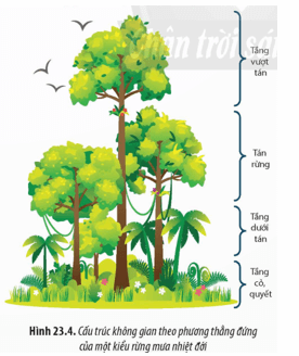 Cấu trúc theo phương thẳng đứng của rừng mưa nhiệt đới chia thành các tầng từ dưới lên là