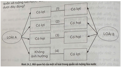 Sơ đồ Hình 24.2 mô tả tóm tắt mối quan hệ của một số loài trong quần xã ruộng lúa nước