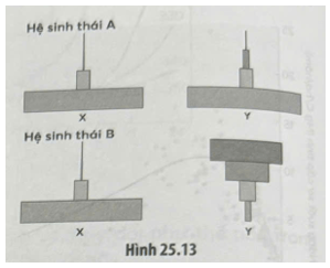 Hình 25.13 biểu diễn tháp sinh khối và tháp năng lượng của hai chuỗi thức ăn có trong các quần xã khác nhau