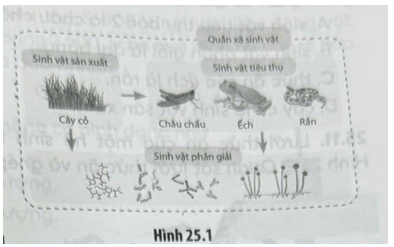 Quan sát thông tin về thành phần hữu sinh của hệ sinh thái trong Hình 25.1 và cho biết
