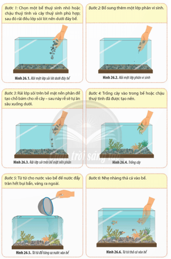 Các bước thiết kế một bể nuôi cá cảnh gồm: Rải đều lớp sỏi lót nền dưới đáy bể