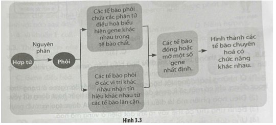 Hình 3.3 mô tả sự điều hòa biểu hiện gene trong quá trình phát triển cá thể ở sinh vật đa bào