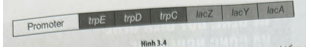 Ở vi khuẩn E. coli có operon Lac (chứa các gene mã hoá cho enzyme phân giải đường lactose) và operon Trp