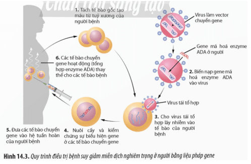 Một trong những chiến lược của liệu pháp gene là đưa gene mới gene liệu pháp