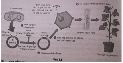 Để chuyển gene vào cơ thể thực vật, vector được sử dụng phổ biến là Ti plasmid