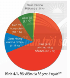 Trong hệ gene ở người, các gene có chức năng điều hòa chiếm tỉ lệ