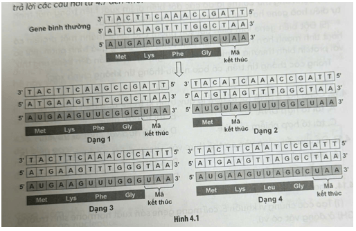 Hình 4.1 mô tả một số dạng đột biến gene ở sinh vật. Quan sát hình ảnh và trả lời các câu hỏi từ 4.7 đến 4.10