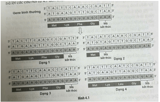 Hình 4.1 mô tả một số dạng đột biến gene ở sinh vật. Quan sát hình ảnh và trả lời