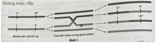 Năm 1931, Stern đã tiến hành thí nghiệm chứng minh cơ sở tế bào học của tái tổ hợp di truyền ở Drosophila melanogaster