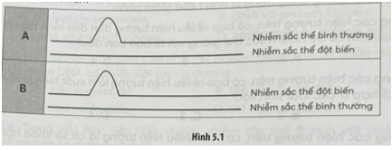 Một bạn học sinh đã vẽ sơ đồ sau đây để minh hoạ cho các dạng đột biến cấu trúc nhiễm sắc thể