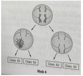 Ở một loài thực vật, allele A quy định thân cao, allele a quy định thân thấp