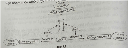 Gene quy định nhóm máu ABO của người có 3 allele IA, IB, IO