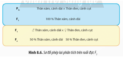 Để phát hiện quy luật di truyền liên kết, Morgan đã sử dụng