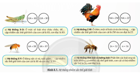Đặc điểm nào dưới đây không đúng khi nói về cặp nhiễm sắc thể giới tính?