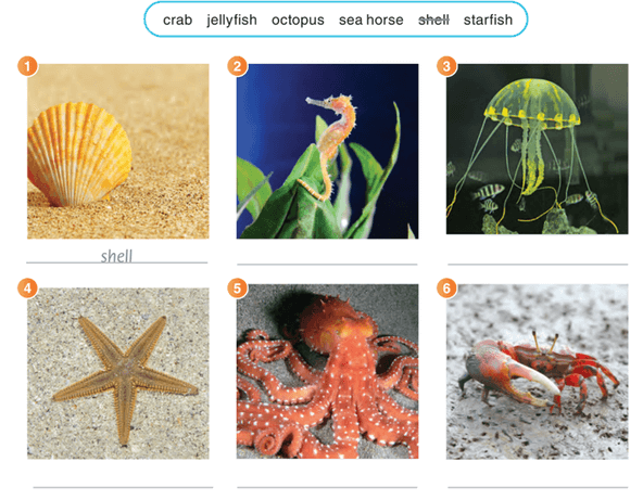 Sách bài tập Tiếng Anh lớp 3 Guess What! Are sea animals symmetrical?