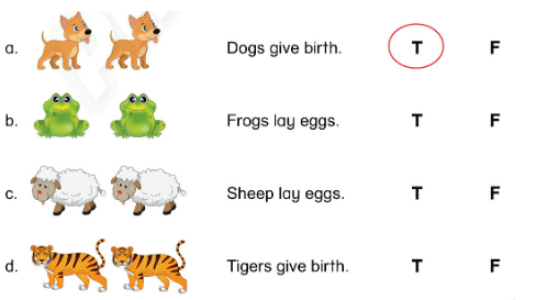 Sách bài tập Tiếng Anh lớp 3 Phonics Smart Unit 12: The bird can fly