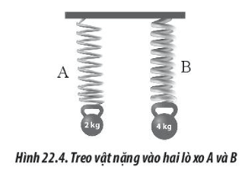 Hai lò xo A và B có chiều dài tự nhiên như nhau được treo thẳng đứng (ảnh 2)
