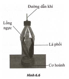 Hình 6.6 là mô hình phổi trong hệ hô hấp của người trang 25 Sách bài tập Vật Lí 12