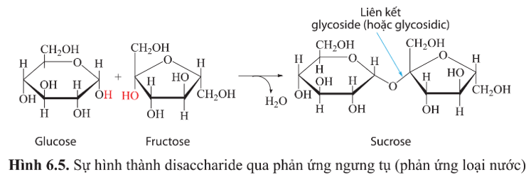 Dựa vào hình 6.5, cho biết Thành phần cấu tạo của sucrose (saccharose)