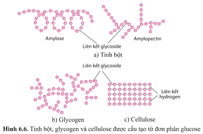 Quan sát hình 6.6 và nêu những đặc điểm giống nhau giữa tinh bột và glycogen