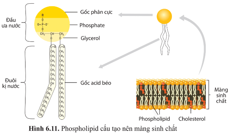 Dựa vào hình 6.11, cho biết đặc điểm cấu tạo nào của phospholipid phù hợp với chức năng