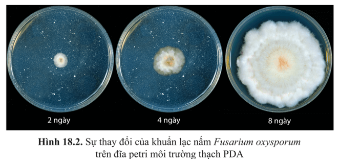 Quan sát hình 18.2 và nhận xét sự thay đổi của khuẩn lạc nấm 