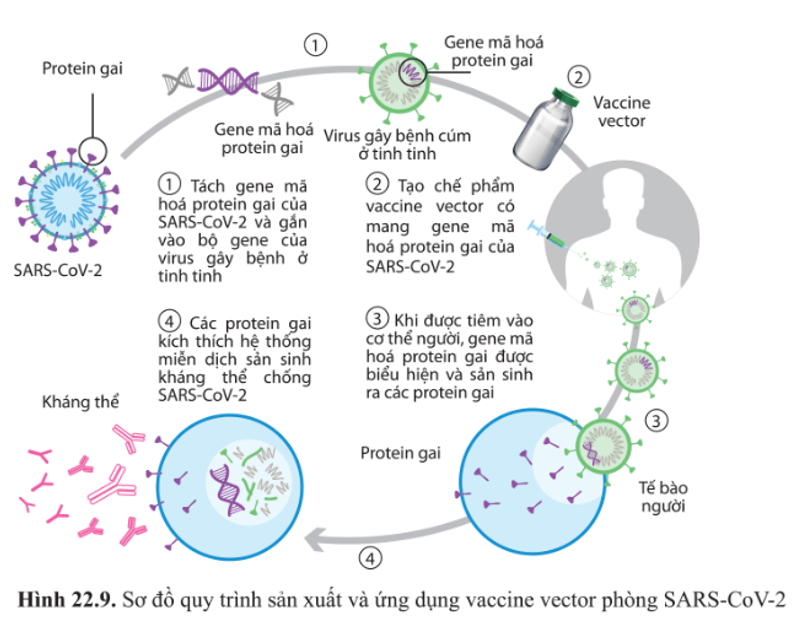 Theo em, quy trình sản xuất vaccine vector phòng SARS–CoV–2 