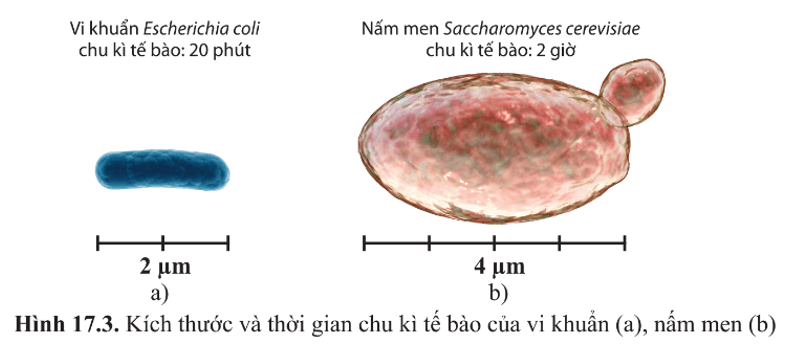 Hình 17.3 cho biết kích thước và thời gian chu kì tế bào của E. coli và S. cerevisiae