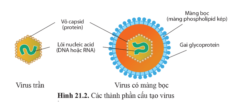 Quan sát hình 21.2 và cho biết các thành phần cấu tạo virus