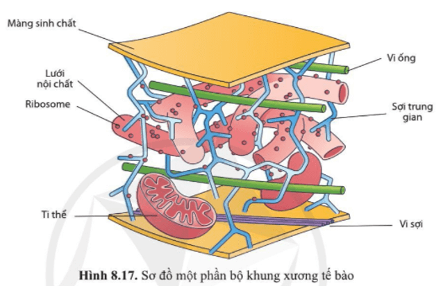 Quan sát hình 8.17, nêu các thành phần cấu tạo của bộ khung tế bào và chức năng của chúng