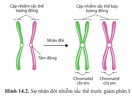 Quan sát hình 14.2 và cho biết trước khi bắt đầu giảm phân I, nhiễm sắc thể trong nhân tế bào ở trạng thái đơn hay kép