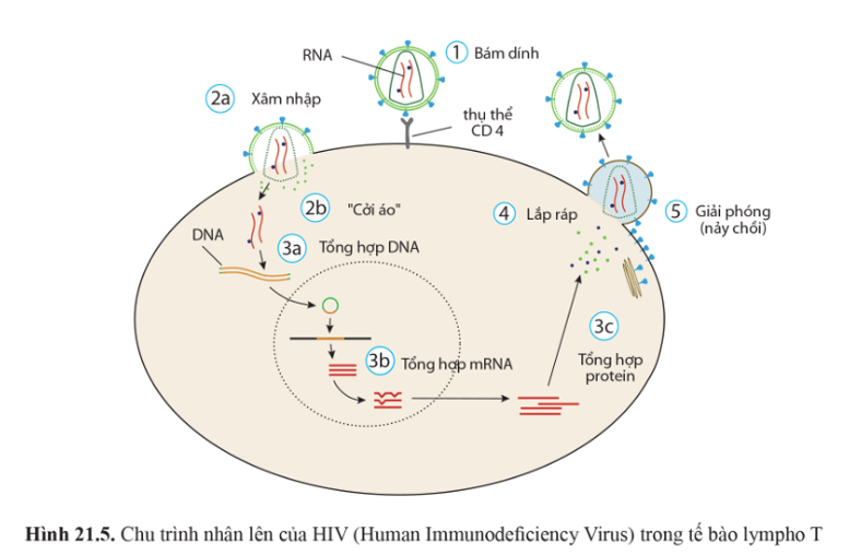 Quan sát các hình 21.4, 21.5 và cho biết điều gì xảy ra với tế bào chủ khi virus được giải phóng?