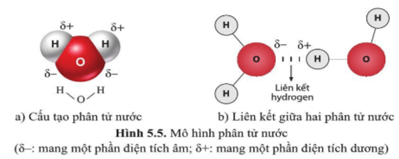 Quan sát hình 5.5 và cho biết tên các nguyên tử và liên kết hóa học trong phân tử nước