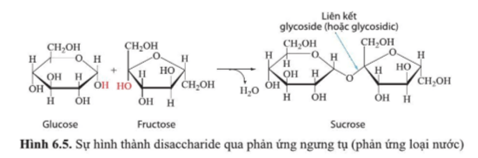 Dựa vào hình 6.5, cho biết Thành phần cấu tạo của sucrose (saccharose)