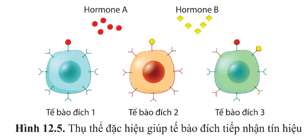 Quan sát hình 12.5, cho biết tế bào đích nào tiếp nhận được hormone A, hormone B. Vì sao